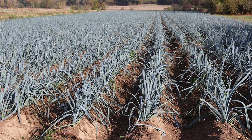 Field of leeks